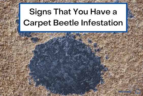 Signs That You Have a Carpet Beetle