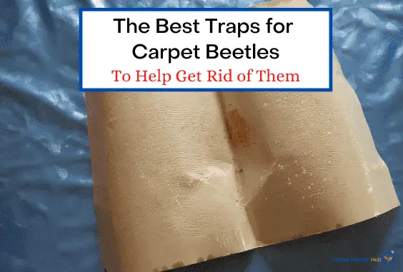 Carpet Beetle Traps