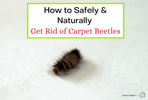 DIY Ways to Safely Get Rid of Carpet Beetles Naturally