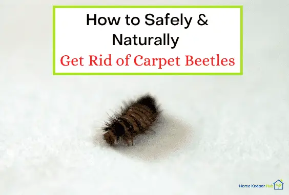 How to Get Rid of Carpet Beetles