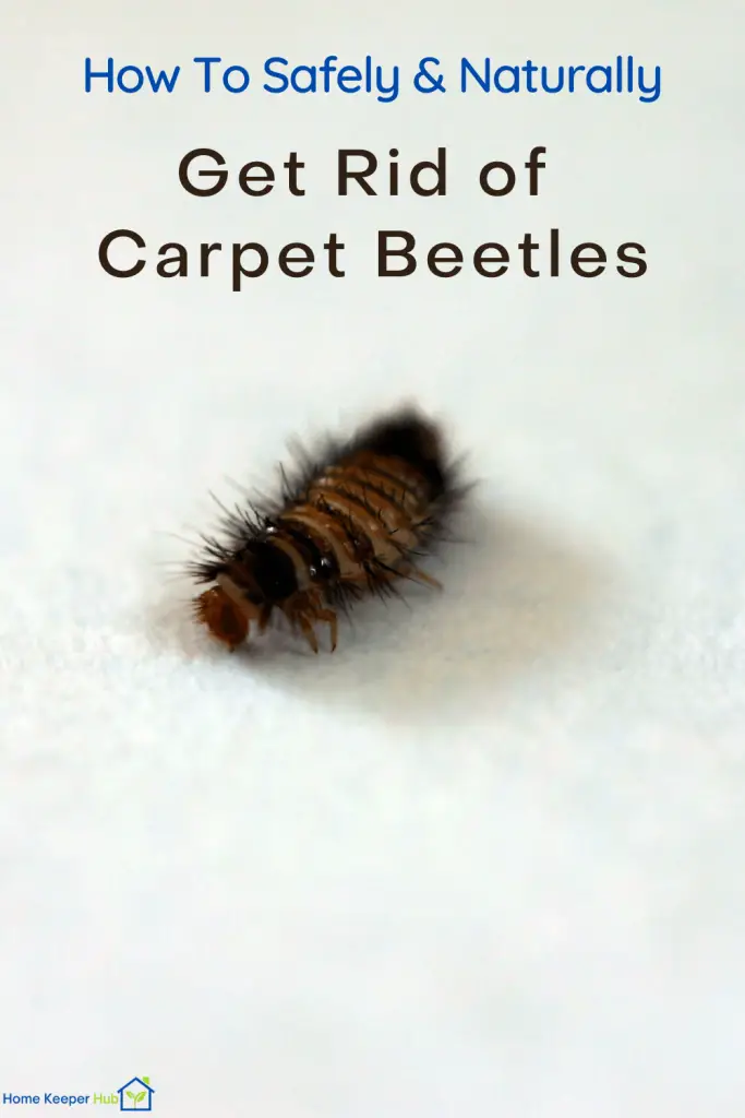7 DIY Ways to Safely Get Rid of Carpet Beetles Naturally – Home Keeper Hub