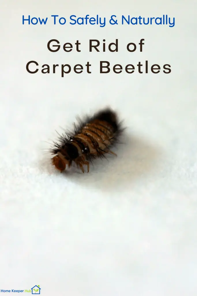 7 DIY Ways to Safely Get Rid of Carpet Beetles Naturally Home Keeper Hub