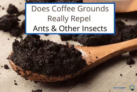 Does Coffee Grounds Repel Ants & Other Insects